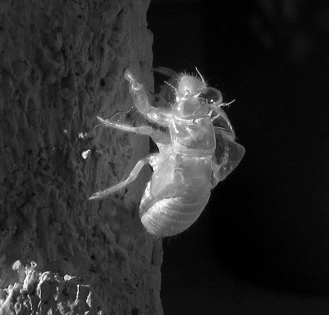 Cicada Molt in Infrared (0998)