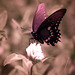 Infrared swallowtail on pink clover