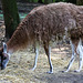 20150911 8825VRAw [D~HF] Guanako (Lama guanicoe), Tierpark, Herford