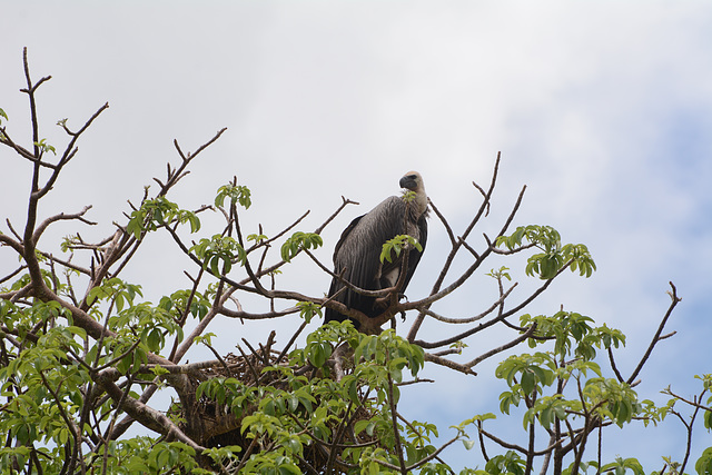 Tarangire, The African White-Backed Vulture