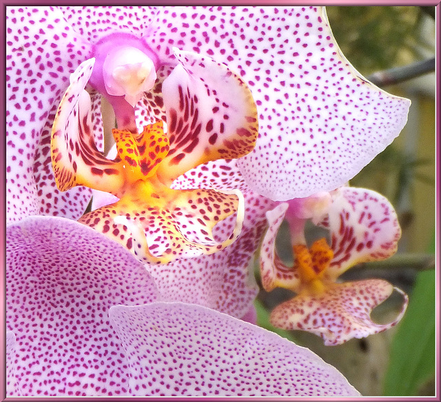 Spotted Phalaenopsis Orchid.  ©UdoSm