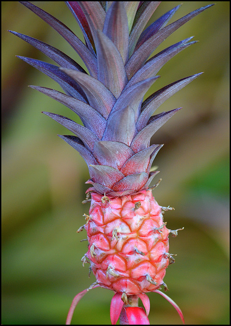 pink pineapple