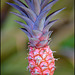 pink pineapple