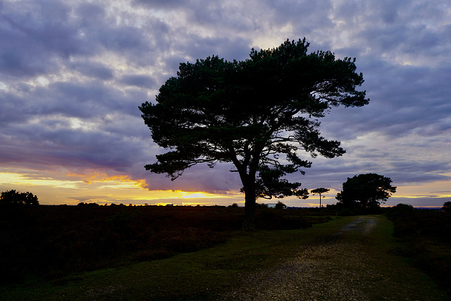 New Forest sunset
