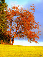 P1210755  Autumn Colours