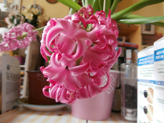 The hyacinth given as a Christmas pressie
