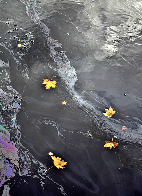 Oil on water and Autumn leaves