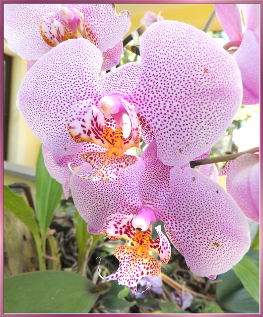 Spotted Phalaenopsis Orchid.  ©UdoSm