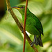 Green Honeycreeper female, Trinidad