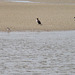 Small cormorant and some sand pipers