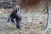 20150911 8826VRAw [D~HF] Guanako (Lama guanicoe), Tierpark, Herford