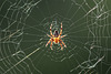 Translucent spider (16.05.2018)