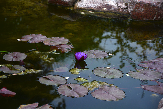 Israel, Eilat, Purple Lotus in the Botanical Garden