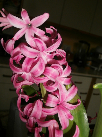 The hyacinth is so heavily scented