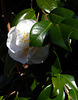 white camellia