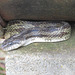 Rat snake - Elaphe obsoleta