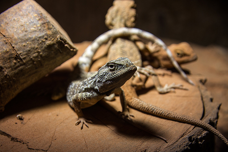 20150911 8828VRAw [D~HF] Reptil, Tierpark, Herford