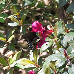 Butterfly on azalea flower