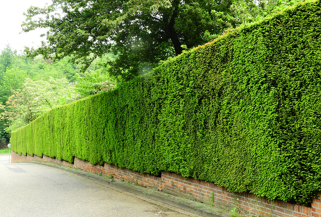 Fence Taxus Baccata