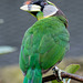 Fire tufted barbet