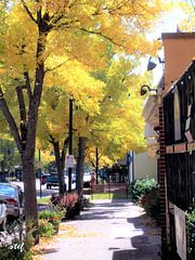 golden fall in Manitou Springs