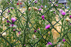 Haphazard Flower Fence