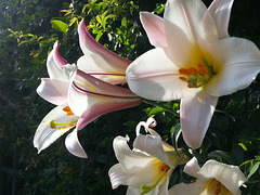 Regal lilies