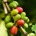 Coffee Bean tree / Coffea