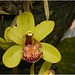 IMG 1680 Orchid