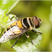 IMG 0890 Hoverfly