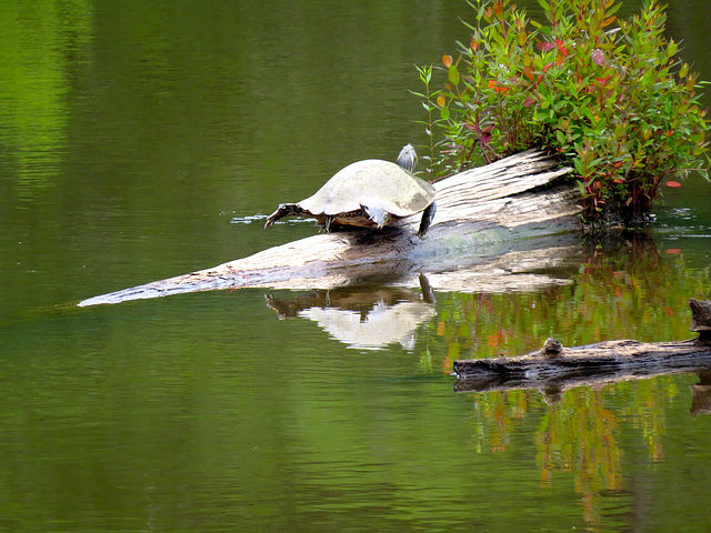 Painted turtle stretching