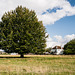 Avebury- Tree