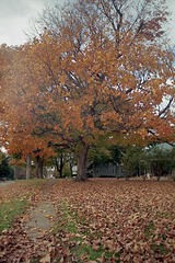 Fall Tree 2003