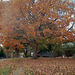 Fall Tree 2003