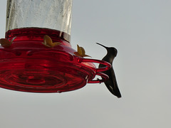 Kolibri -2