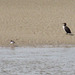 Cormorant and sand pipers