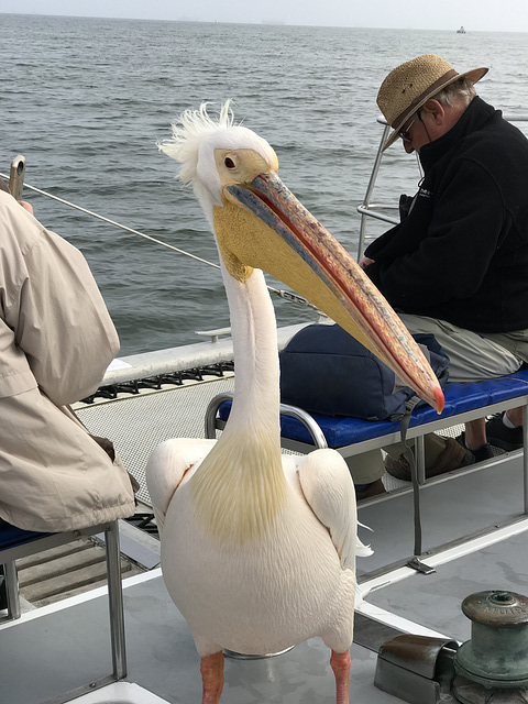A seriously large pelican