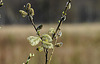 20200408 7109CPw [D~MI] Sal-Weide (Salix caprea), Großes Torfmoor, Hille