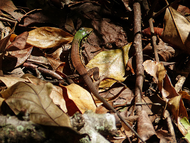 Ameiva atrigularis lizard, Little Tobago, Day 3