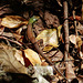 Ameiva atrigularis lizard, Little Tobago, Day 3