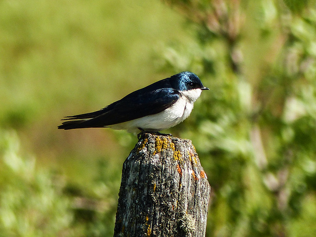 Tree Swallow male
