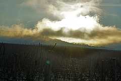 Sonnenaufgang im Weinberg - Sunrise in the vineyard