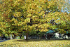 Fall Tree 2004