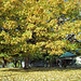 Fall Tree 2004
