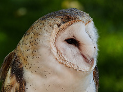 Barn Owl / Tyto alba