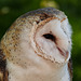 Barn Owl / Tyto alba