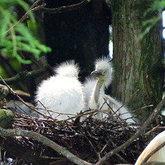 Baby cattle egrets