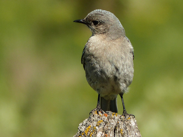 Mountain Bluebird female