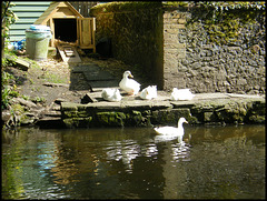 village ducks