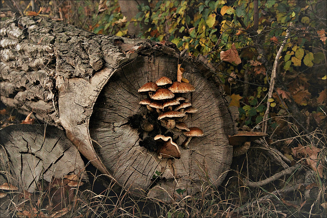 Pilze an der Baumscheibe